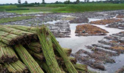 পাটের কাঙ্ক্ষিত মূল্য পাচ্ছেন না মেহেরপুরের চাষিরা