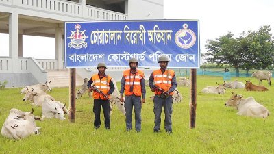 ৩১টি ভারতীয় গরু আটক করেছে মংলা কোস্টগার্ড
