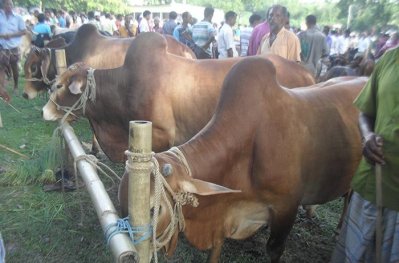 নীলফামারীতে জমে উঠেছে পশুর হাট