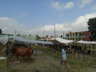 কলেজ মাঠে অবৈধ গরুর হাট, আগেভাগে ক্লাস বন্ধ