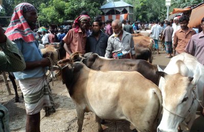 পঞ্চগড়ের একটি গরুর হাট