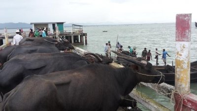 টেকনাফ হয়ে মিয়ানমার থেকে আসছে কোরবানির পশু