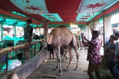 এই উট আরবের না