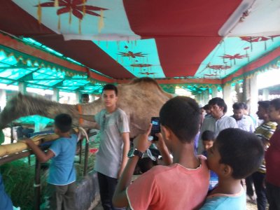 কোরবানির হাটে উট