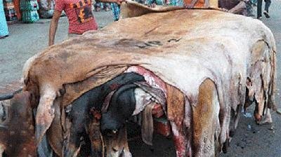 কোরবানি-গরুর-চামড়া