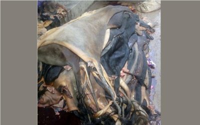 ঈদের পশুর চামড়া