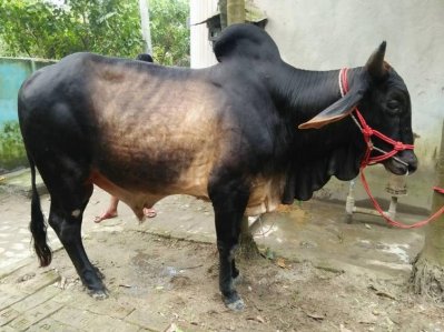 কোরবানি দেন ৬ পশু, মাংস নেন না এক টুকরোও