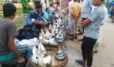 ধরা পড়ছে ঝাঁকে ঝাঁকে ইলিশ, জেলেদের মুখে হাসি