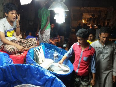 আলোচনায় ইলিশ