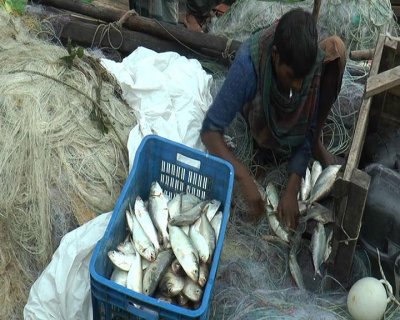 ভোলায় ধরা পড়ছে প্রচুর ইলিশ