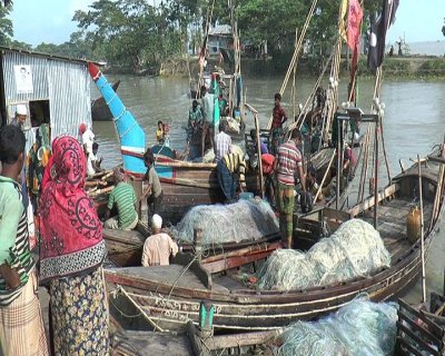 ভোলায় ধরা পড়ছে প্রচুর ইলিশ