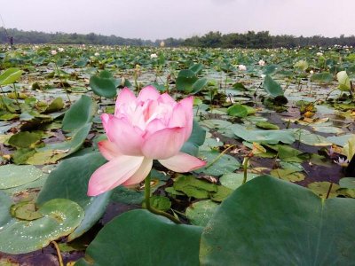 বিলে ফুটে আছে গোলাপি পদ্ম