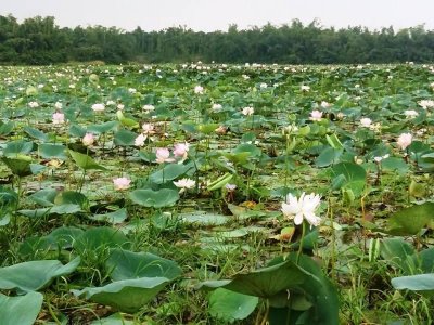 বিলে ফুটে আছে হাজার হাজার পদ্মফুল