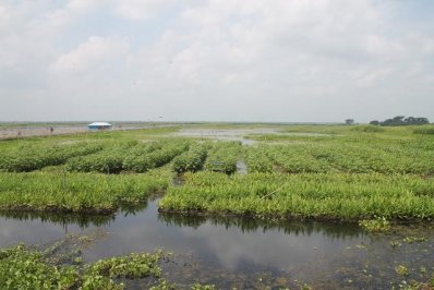 কচুরিপানার ধাপে সবজি চাষ
