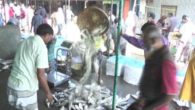 প্রচুর ইলিশ আসছে আড়তে