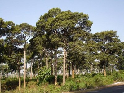 প্রতিদিন কাটা হচ্ছে শতবর্ষী গাছ
