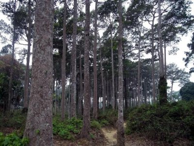 প্রতিদিন কাটা হচ্ছে শতবর্ষী গাছ