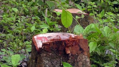 কেটে ফেলা মাদার ট্রি