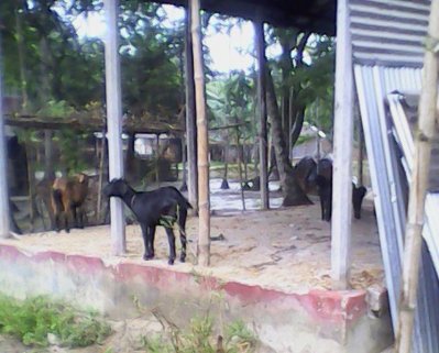 মিথ্যা মামলায় ২৪ সদস্যের পরিবার ভিটে ছাড়া