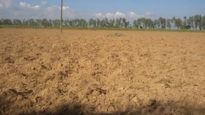 গোবিন্দগঞ্জে ইক্ষু খামার