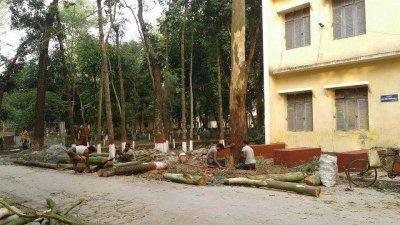 অধ্যক্ষের নির্দেশে কেটে ফেলা হচ্ছে সরকারি গাছ
