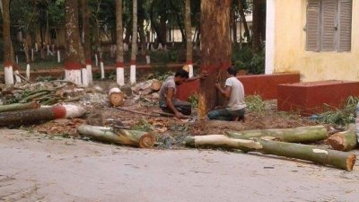 অধ্যক্ষের নির্দেশে কেটে ফেলা হচ্ছে সরকারি গাছ