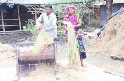 ধান মাড়াইয়ে ব্যস্ত কৃষক হাবু ও তার স্ত্রী