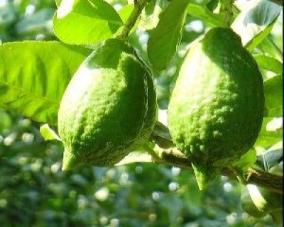 ইউরোপে রফতানি হচ্ছে নরসিংদীর লেবু