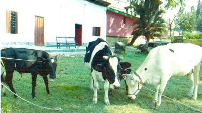 পুলিশ হেফাজতে থাকা তিনটি গরু