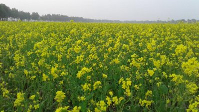 সরিষা ক্ষেত