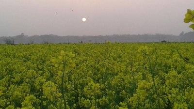 সরিষা ক্ষেত