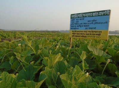 রূপালী চরে ফলছে ‘বিষমুক্ত’ লাউ