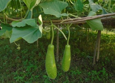 রূপালী চরে ফলছে ‘বিষমুক্ত’ লাউ