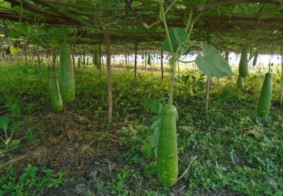 রূপালী চরে ফলছে ‘বিষমুক্ত’ লাউ