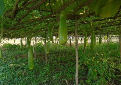 রূপালী চরে ফলছে ‘বিষমুক্ত’ লাউ