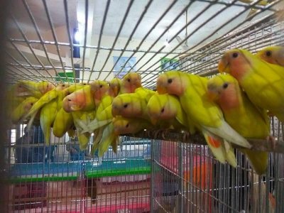 জাতীয় প্রেসক্লাবে পাখি প্রদর্শনী
