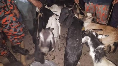 ডিএনসিসি মার্কেট থেকে উদ্ধার হওয়া নয়টি ছাগল