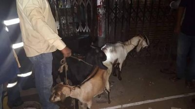 ডিএনসিসি মার্কেট থেকে উদ্ধার হওয়া ছাগল