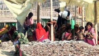 কক্সবাজারে শুঁটকি তৈরিতে ব্যস্ত শ্রমিকরা