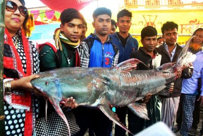 পোড়াদহ মেলায় ৮২ কেজি ওজনের বাঘা আইড় মাছ