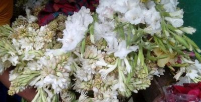 প্রস্তুত নাটোরের ফুল চাষিরা