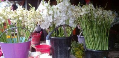 প্রস্তুত নাটোরের ফুল চাষিরা