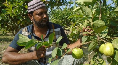 গোপালগঞ্জে বারোমাসি পেয়ারা চাষে লাভবান মো. সামাউল ইসলাম