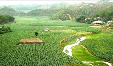 বান্দরবানে তামাক চাষের চিত্র