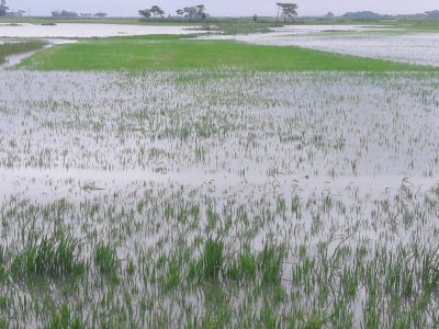 সময় মতো বাঁধ না হওয়ায় সুনামগঞ্জে ৭২ হাজার হেক্টর জমির ধান পানির নিচে