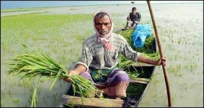টানা বৃষ্টিতে হবিগঞ্জে সাড়ে ১৩ হাজার হেক্টর জমির ধান পানির নিচে