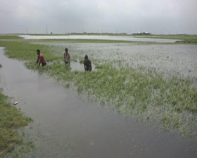 কিশোরগঞ্জে সাতশ কোটি টাকার ধান পানির নিচে