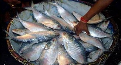 বাজারে ইলিশ বিক্রি হচ্ছে