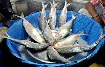 বাজারে ইলিশ বিক্রি হচ্ছে