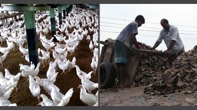পোল্ট্রি ফিড ও ট্যানারি বর্জ্য